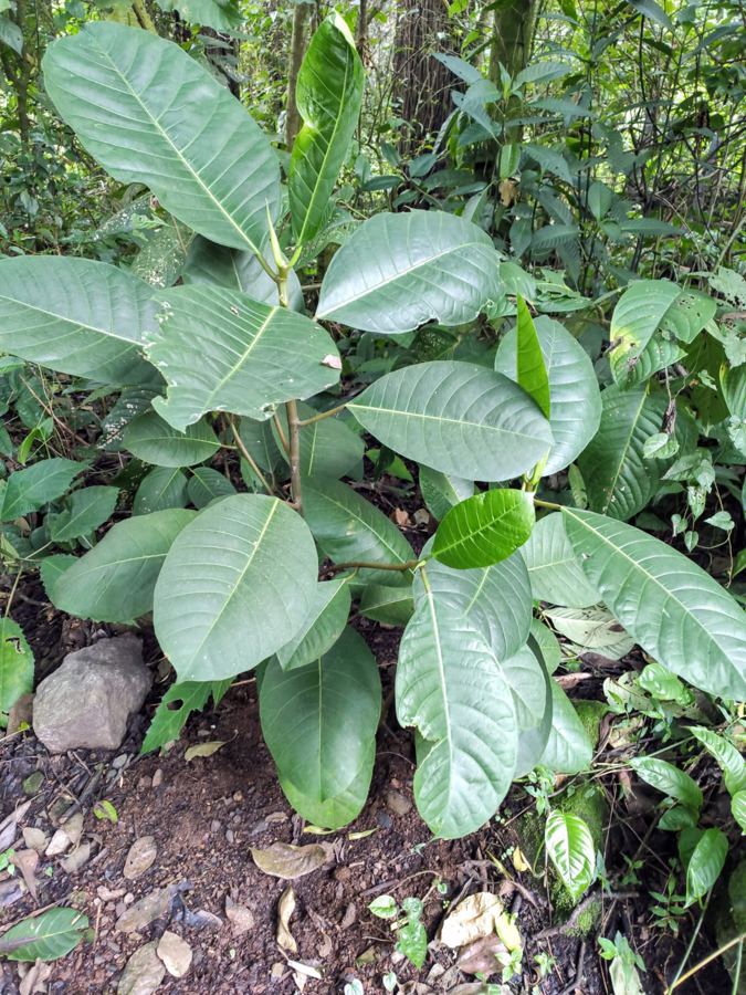Vegetación nativa en la Reserva La Montañuela