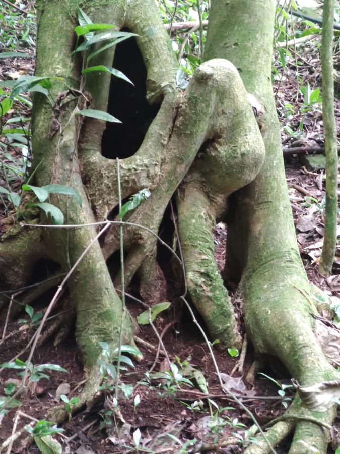 Raíces de árbol nativo en la Reserva La Montañuela